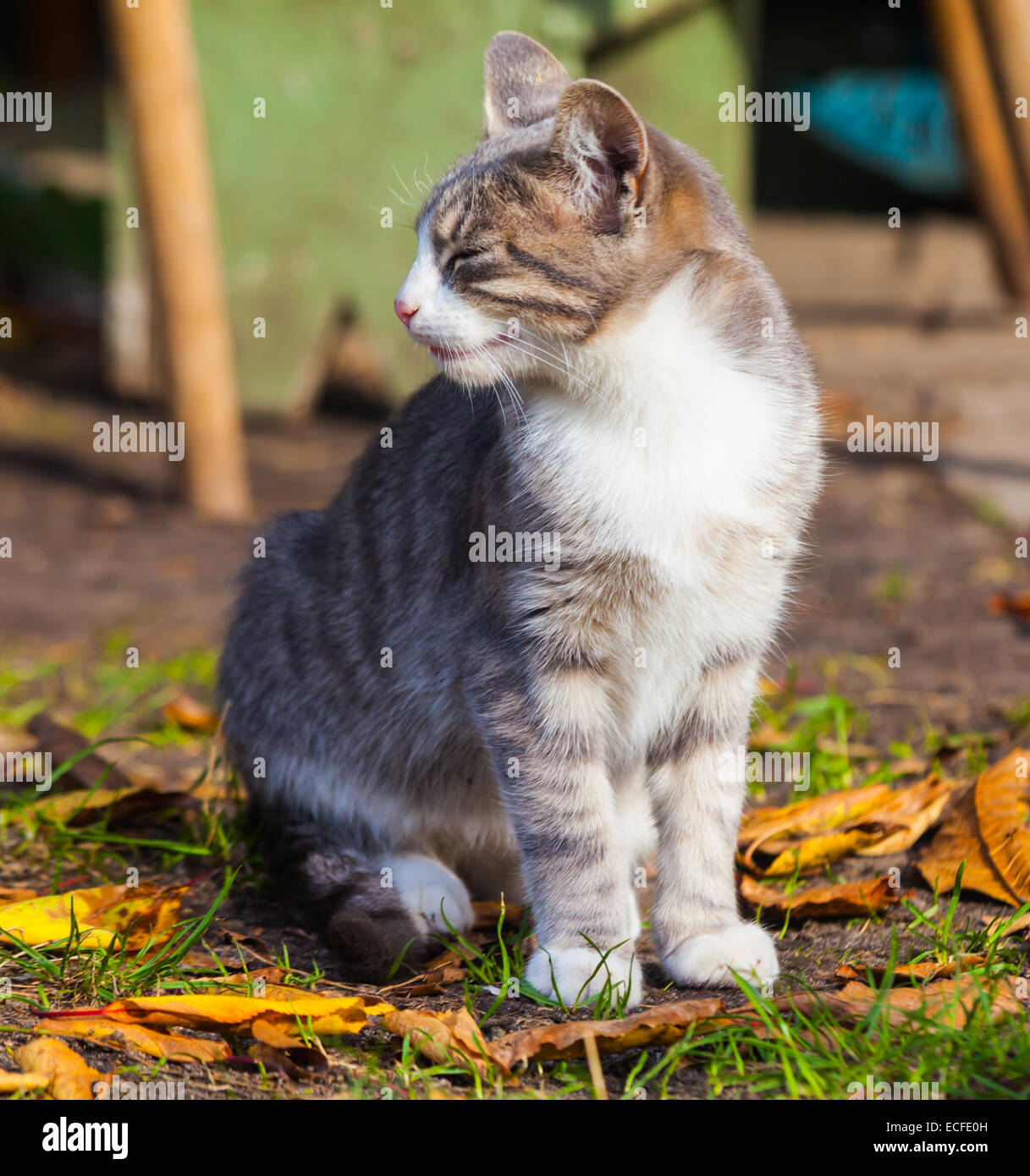 little kitten playing on the grass roadside in morning Stock Photo - Alamy