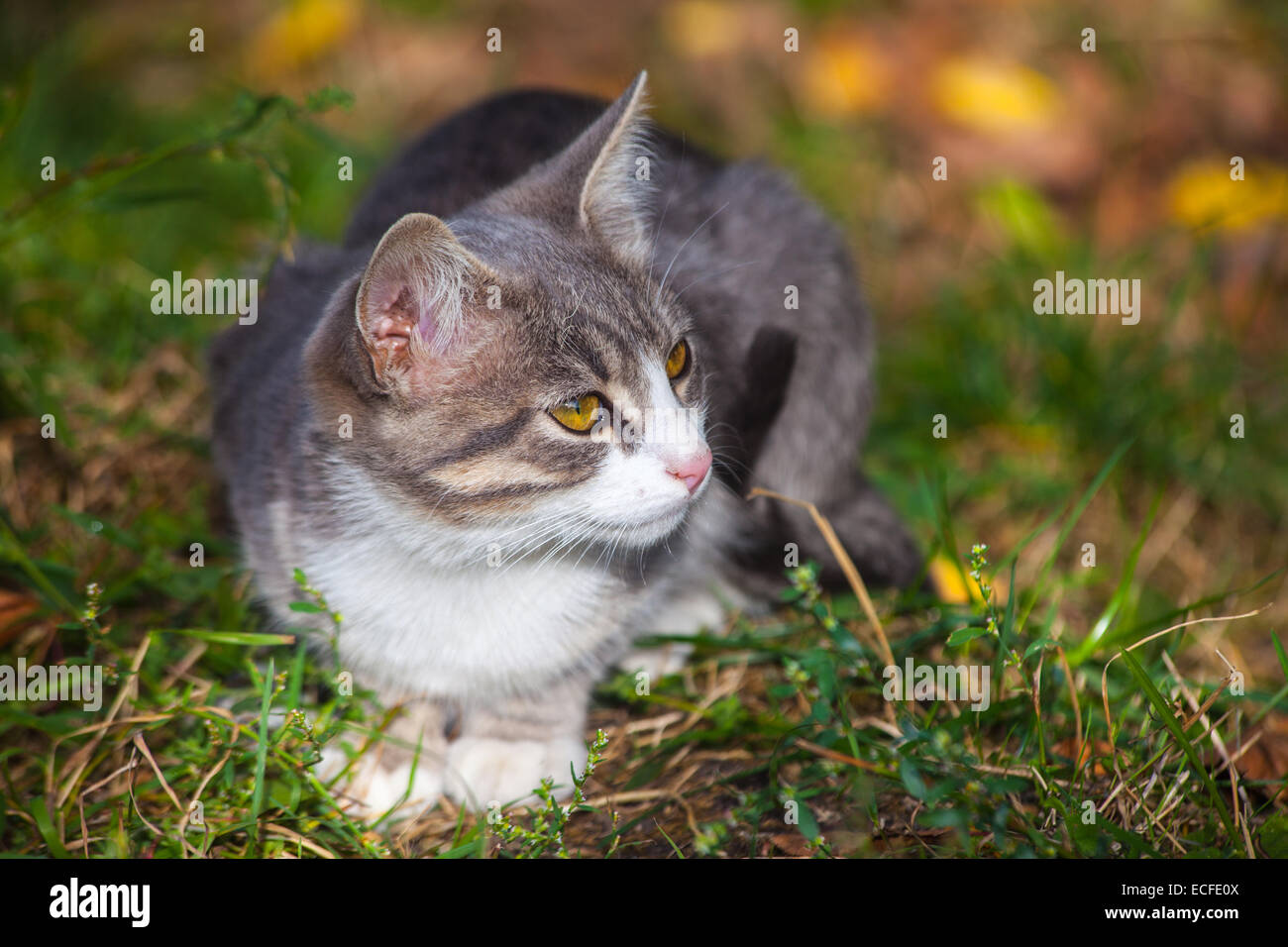 little kitten playing on the grass roadside in morning Stock Photo - Alamy