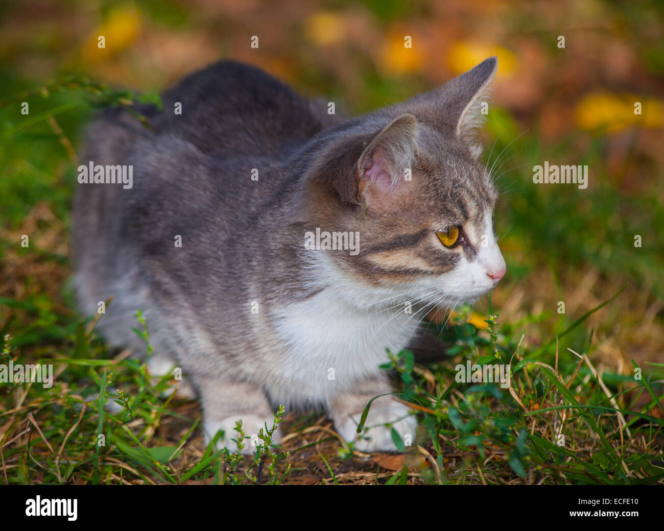 little kitten playing on the grass roadside in morning Stock Photo - Alamy