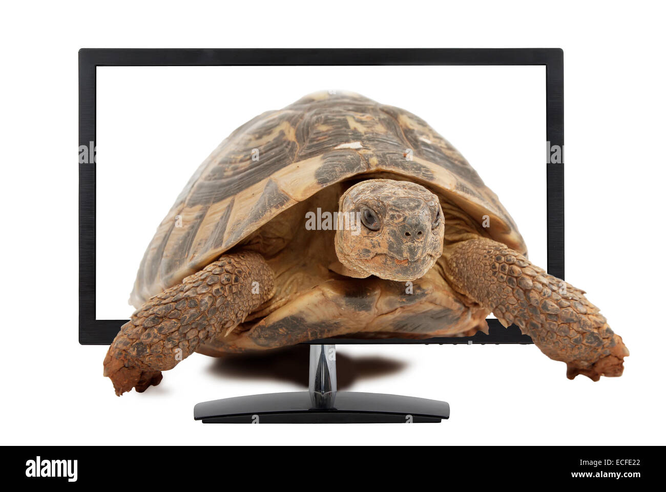 turtle comes from computer monitor, isolated on white background Stock Photo
