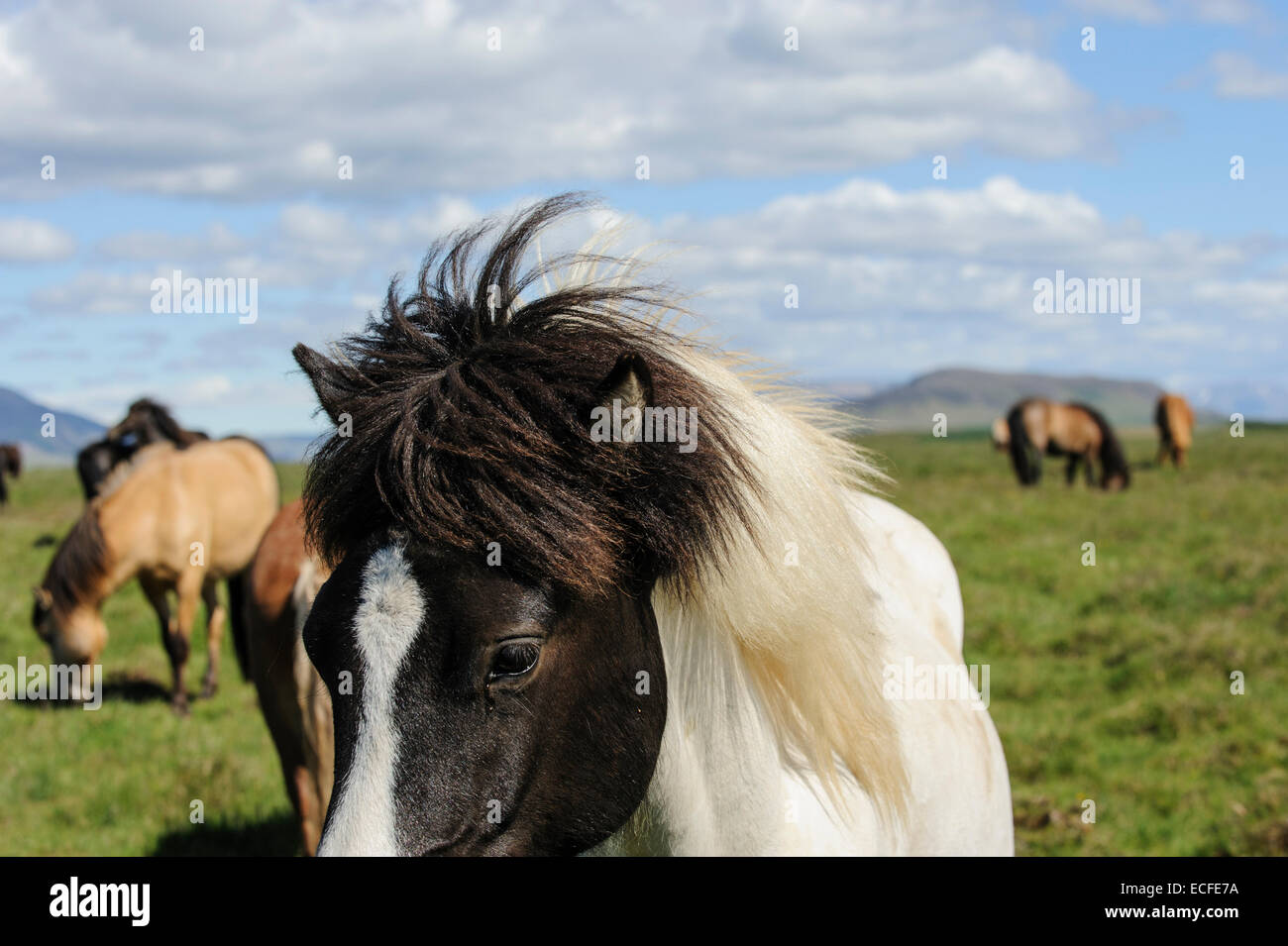 Icelandic horses, Iceland, July 2012 Stock Photo