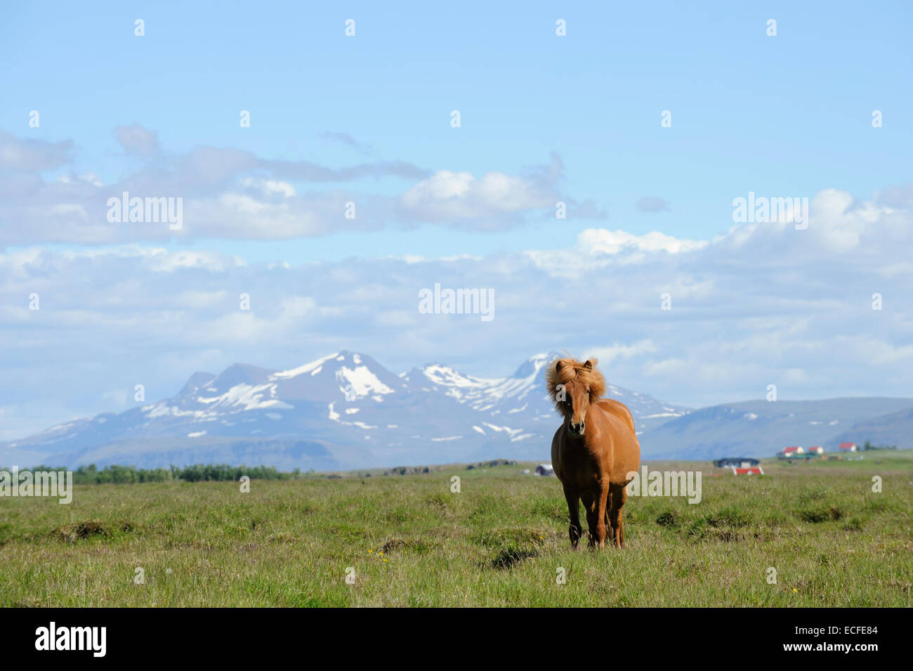 Icelandic horses, Iceland, July 2012 Stock Photo