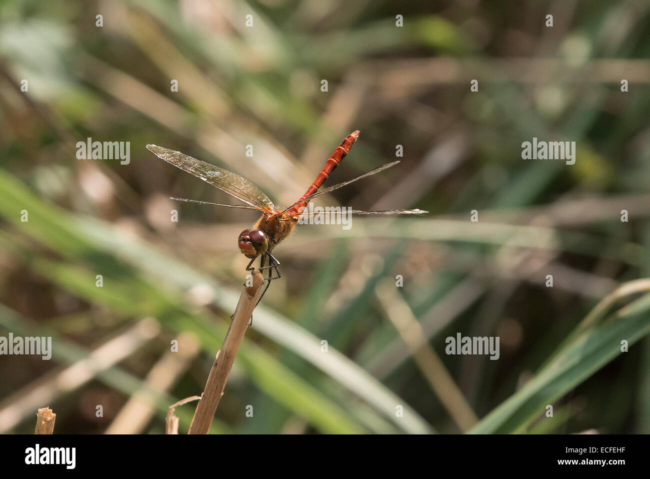 A Red Dragonfly resting on grass Stock Photo - Alamy