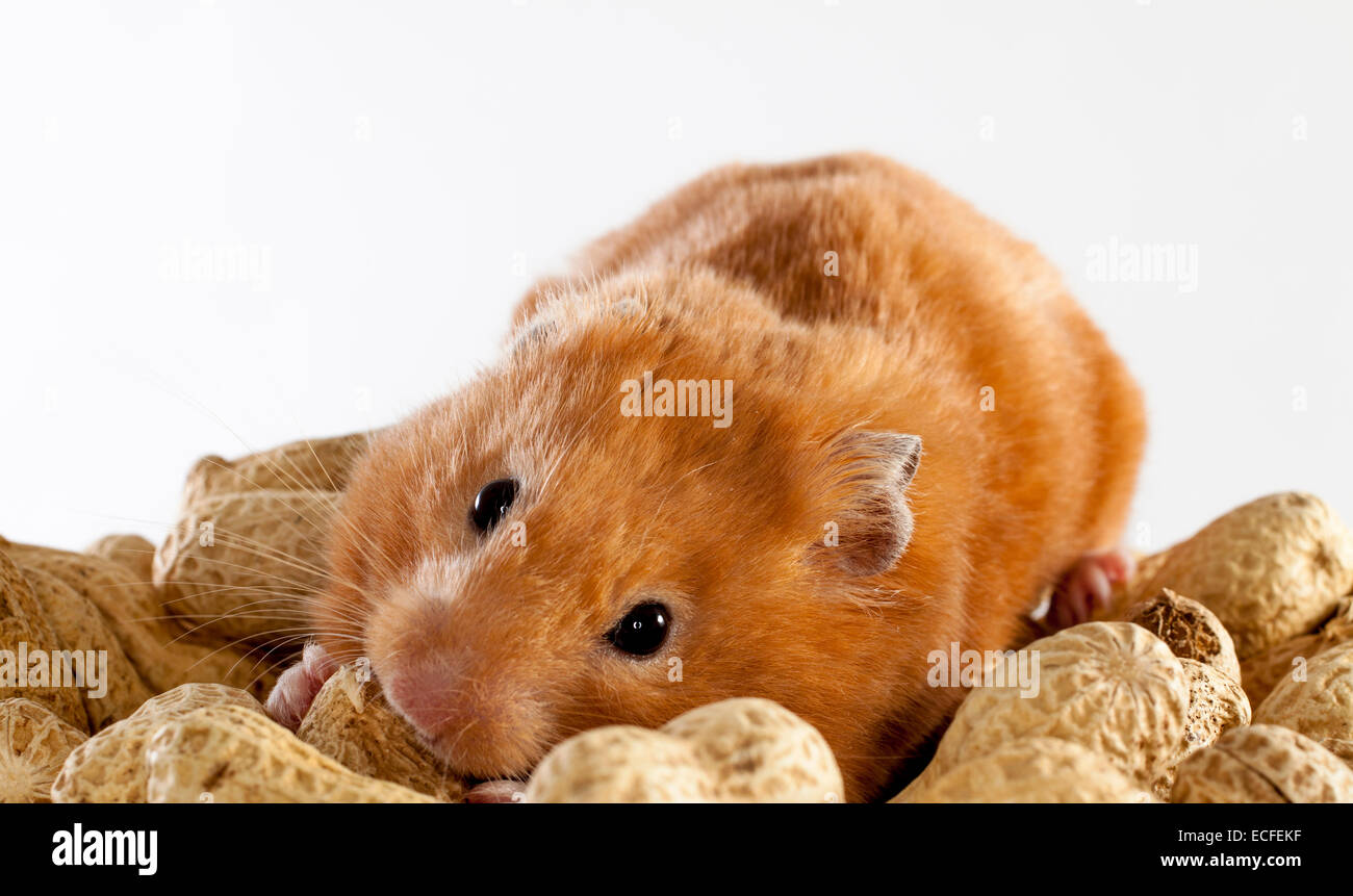 Syrian Hamster eating peanuts on a white background Stock Photo Alamy