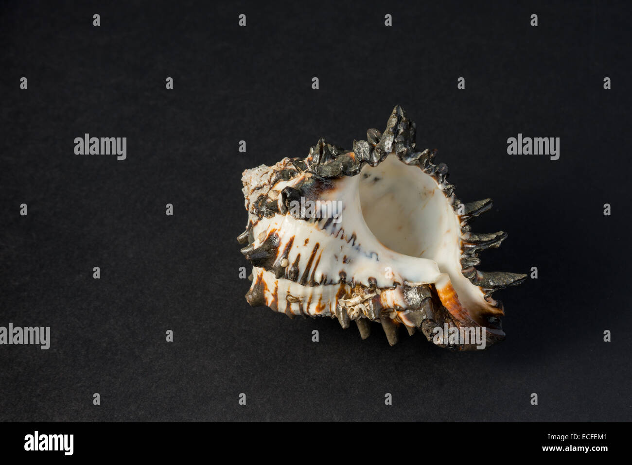 A big black and white isolated shell whit yellow and brown strips Stock ...