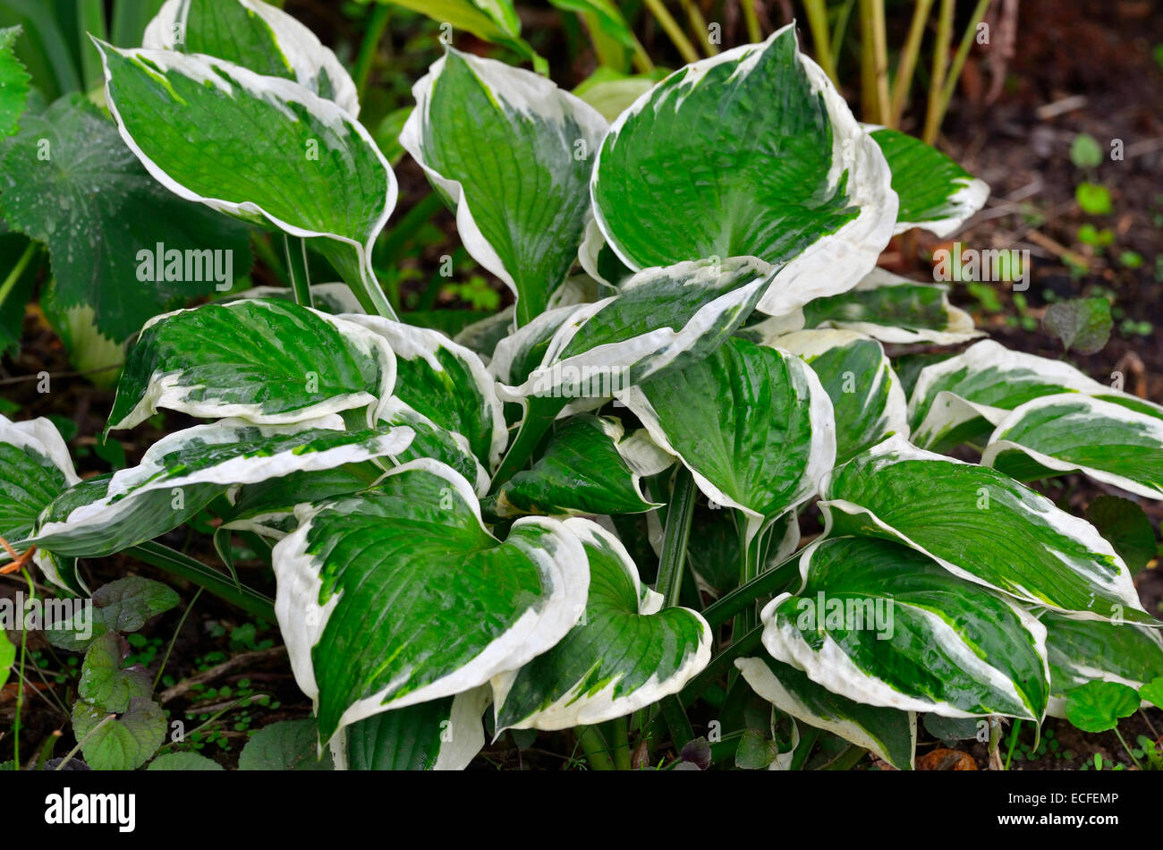 Close up of the leaves of the Hosta 'Patriot' Stock Photo