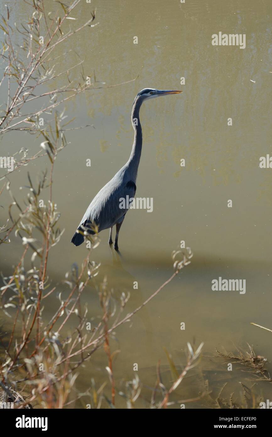 Great Blue Heron wading in water Bosque Del Apache National Wildlife Refuge New Mexico - USA Stock Photo