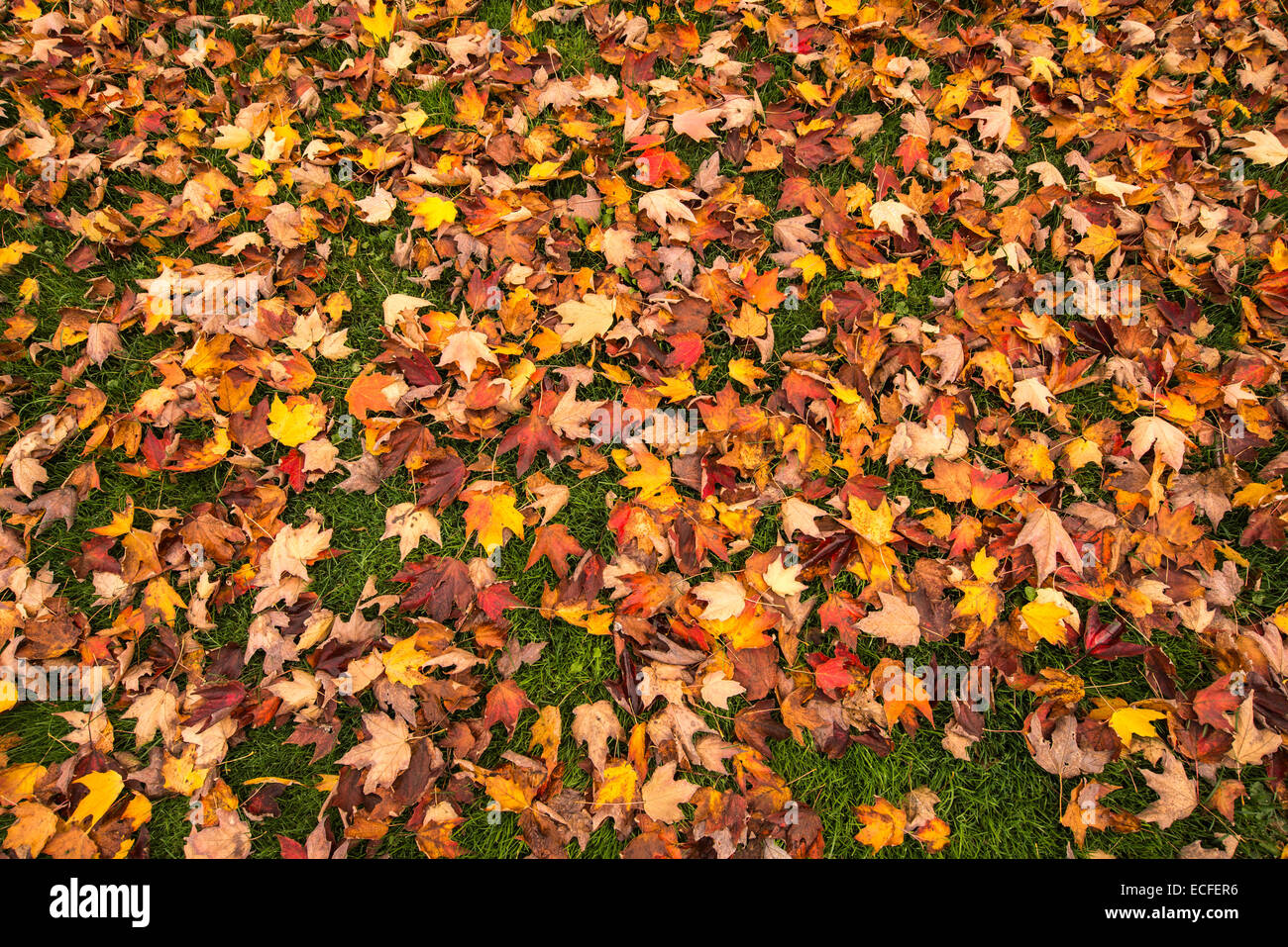 Maple leaves on a green grass lawn Stock Photo - Alamy