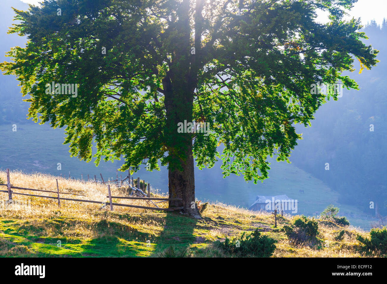 Majestic mountains landscape with a fresh green leaves Stock Photo - Alamy