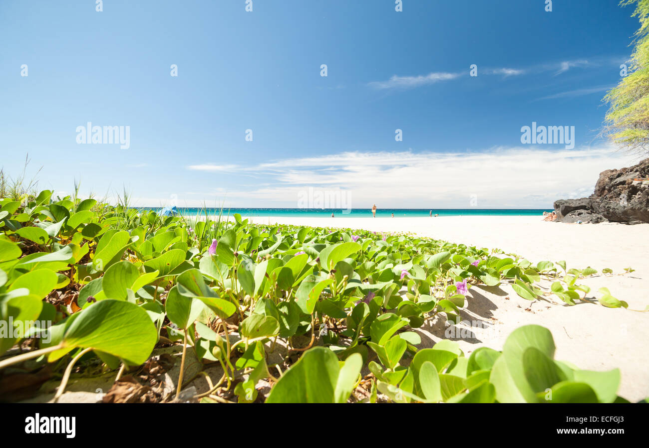 Tropical beach scene, Hawaii. Stock Photo