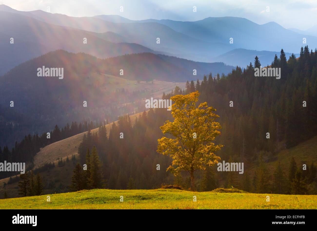 the mountain autumn landscape with colorful forest Stock Photo - Alamy