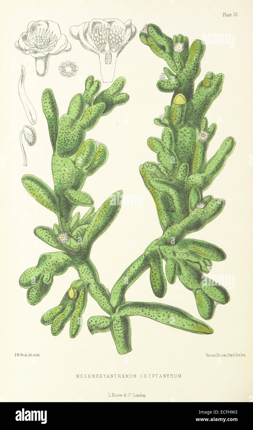 MELLISS(1875) p312 - PLATE 26 - Mesembryanthemum Stock Photo