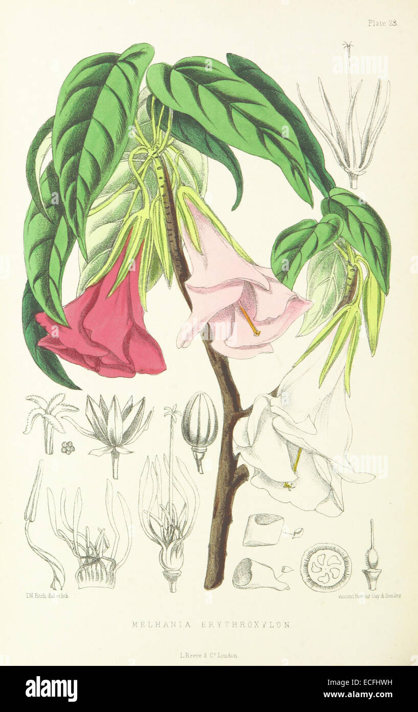 MELLISS(1875) p320 - PLATE 28 - Melhania Erythroxylon Stock Photo