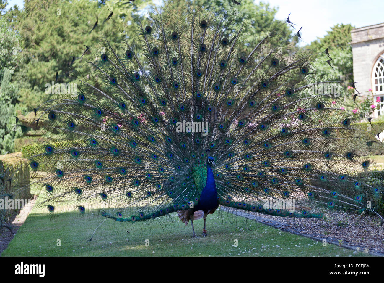 Blue peacock at Warwick Castle. Stock Photo