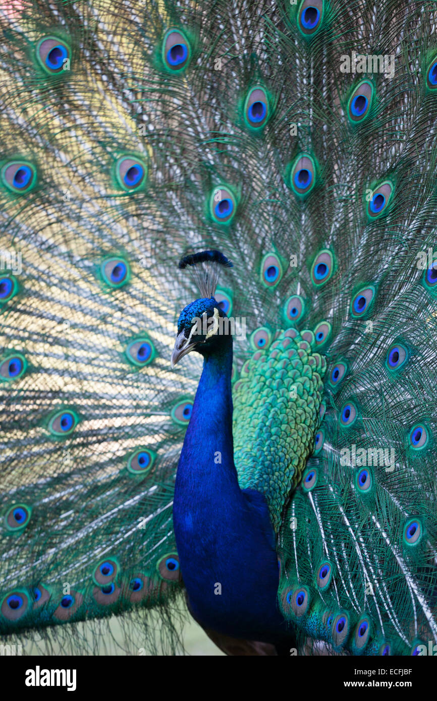 Blue peacock at Warwick Castle. Stock Photo