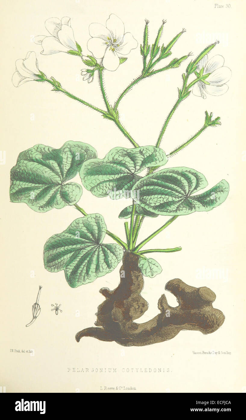 MELLISS(1875) p329 - PLATE 30 - Pelargonium Cotyledonis Stock Photo