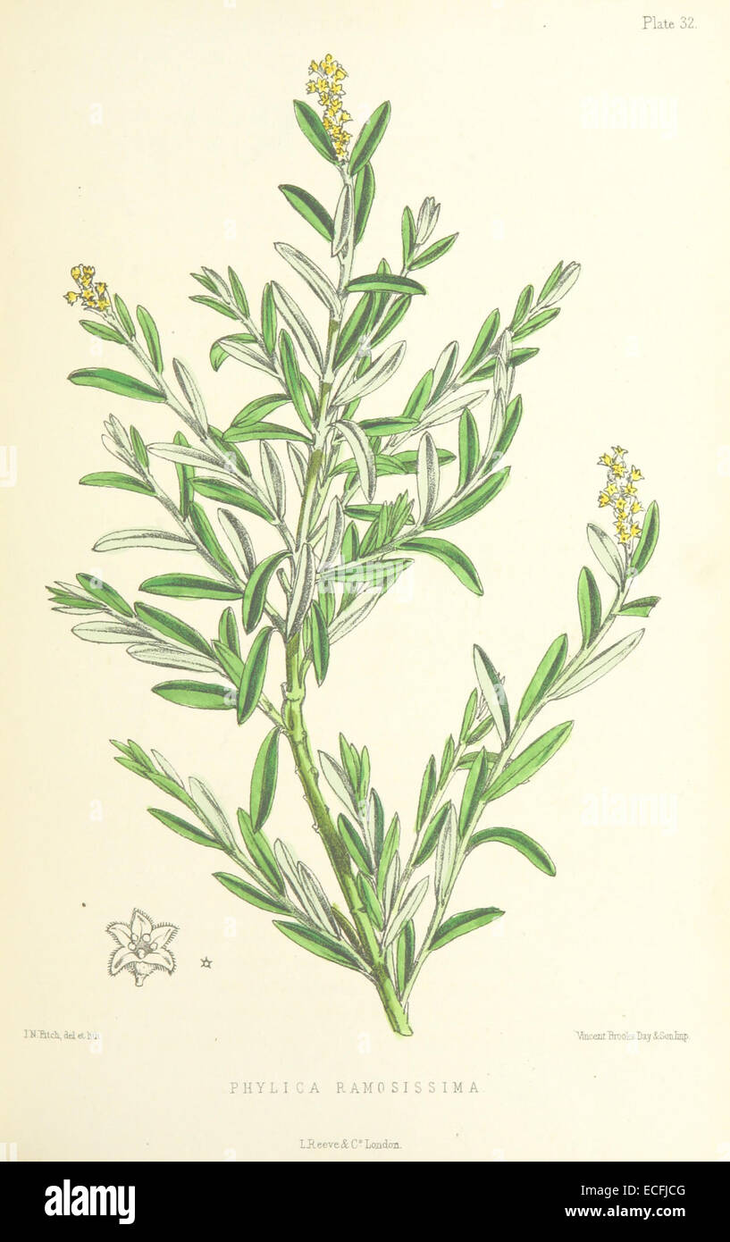 MELLISS(1875) p341 - PLATE 32 - Phylica Ramosissima Stock Photo