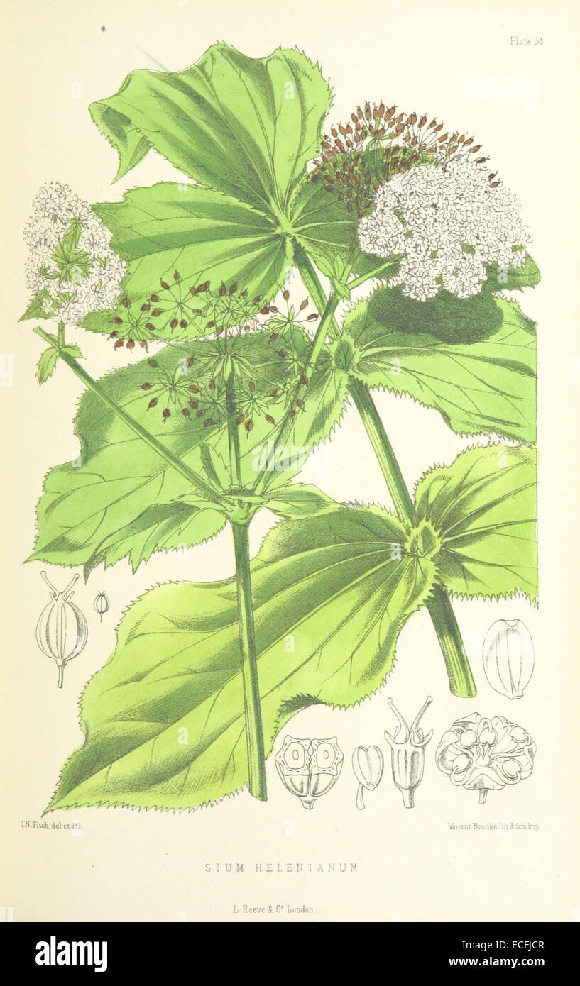 MELLISS(1875) p367 - PLATE 34 - Sium Helenianum Stock Photo