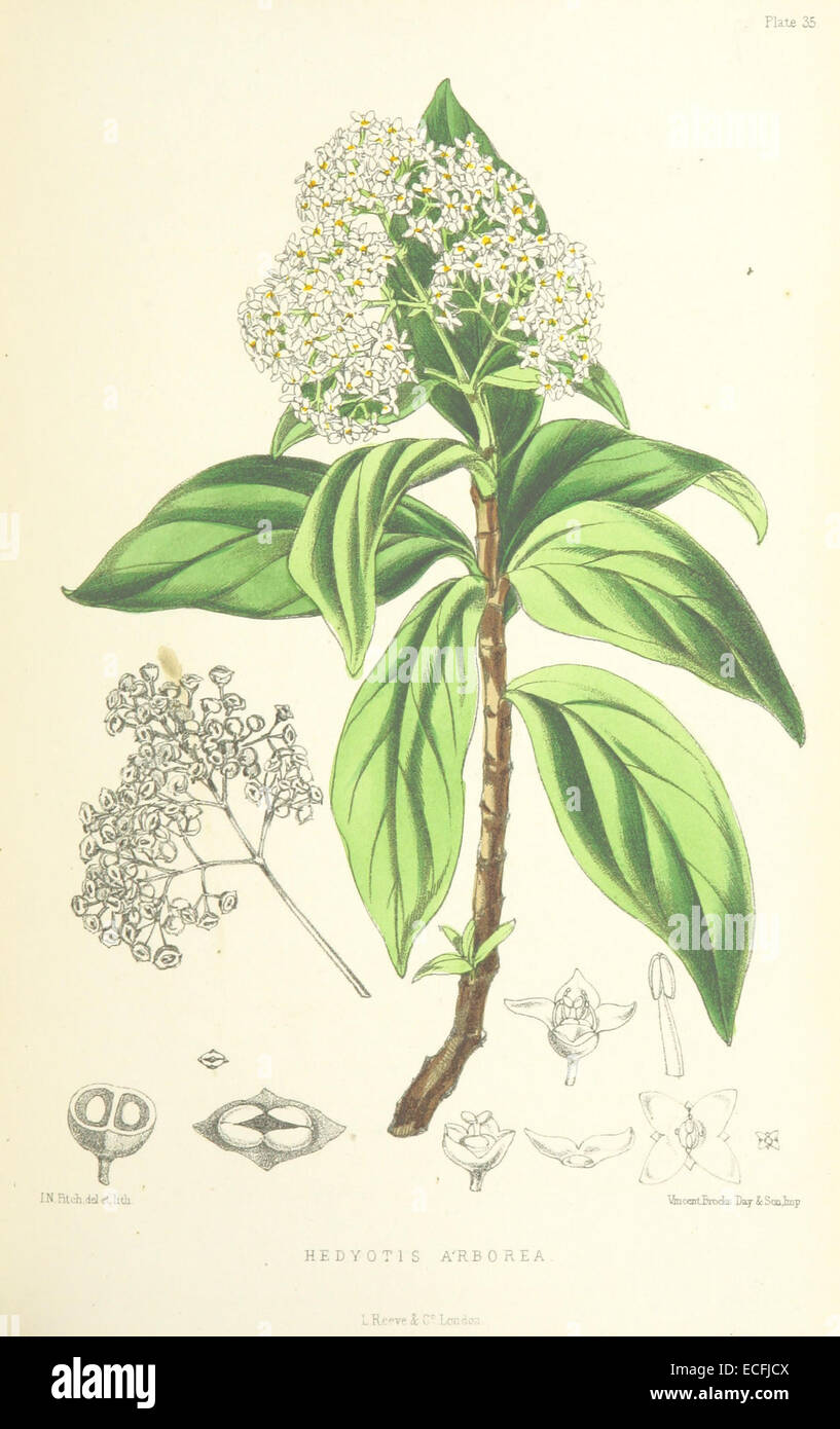 MELLISS(1875) p371 - PLATE 35 - Hedyotis Arborea Stock Photo
