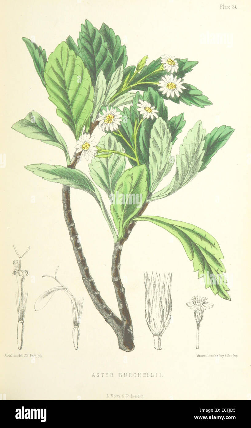 MELLISS(1875) p375 - PLATE 36 - Aster Burchellii Stock Photo