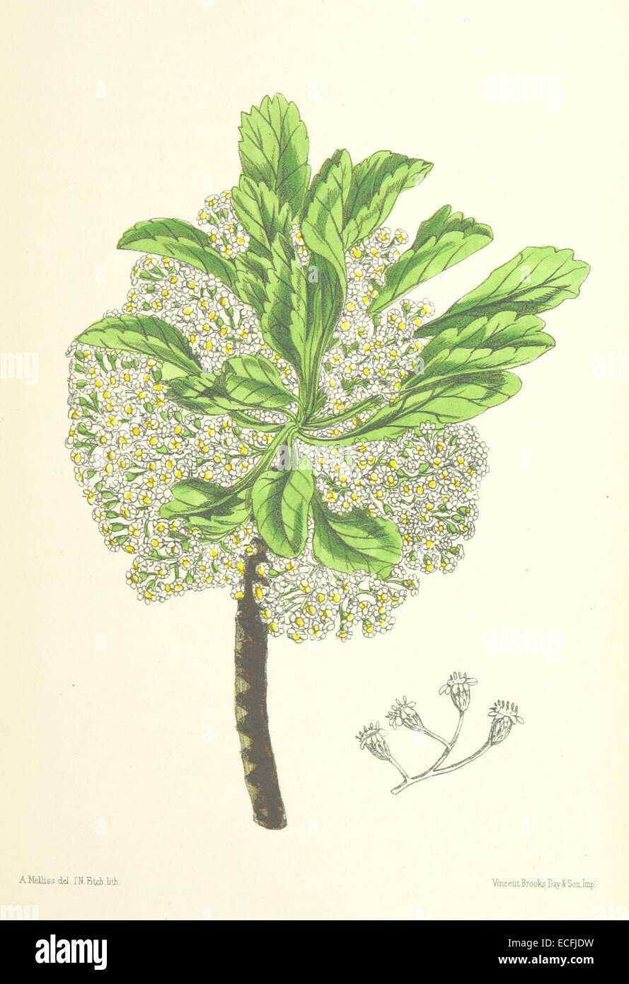 MELLISS(1875) p395 - PLATE 41 - Psiadia Rotundifolia Stock Photo