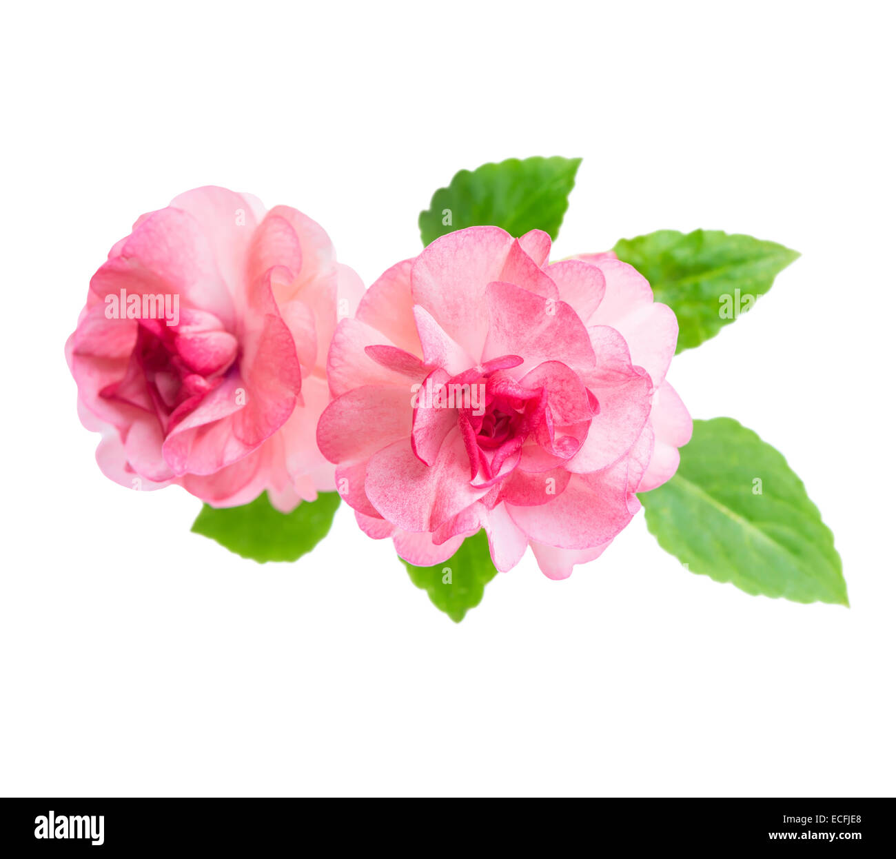 blooming beautiful pink Impatiens flowers is isolated on white background, closeup Stock Photo