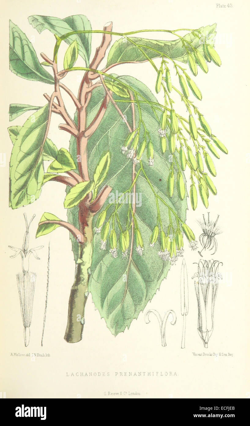 MELLISS(1875) p403 - PLATE 43 - Lanchanodes Prenanthiflora Stock Photo