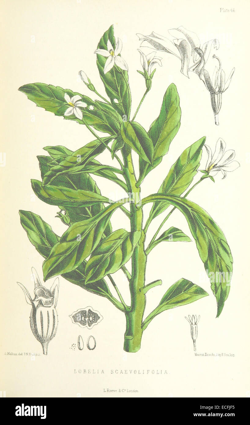 MELLISS(1875) p415 - PLATE 46 - Lobelia Scaevolifolia Stock Photo