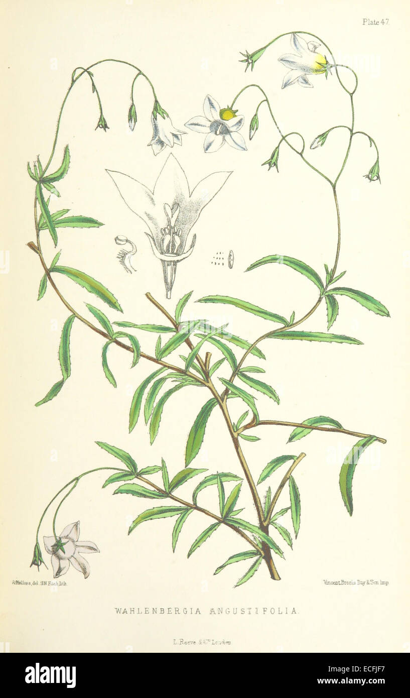 MELLISS(1875) p419 - PLATE 47 - Wahlenbergia Angustifolia Stock Photo