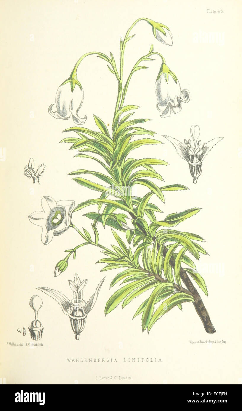 MELLISS(1875) p423 - PLATE 48 - Wahlenbergia Linifolia Stock Photo