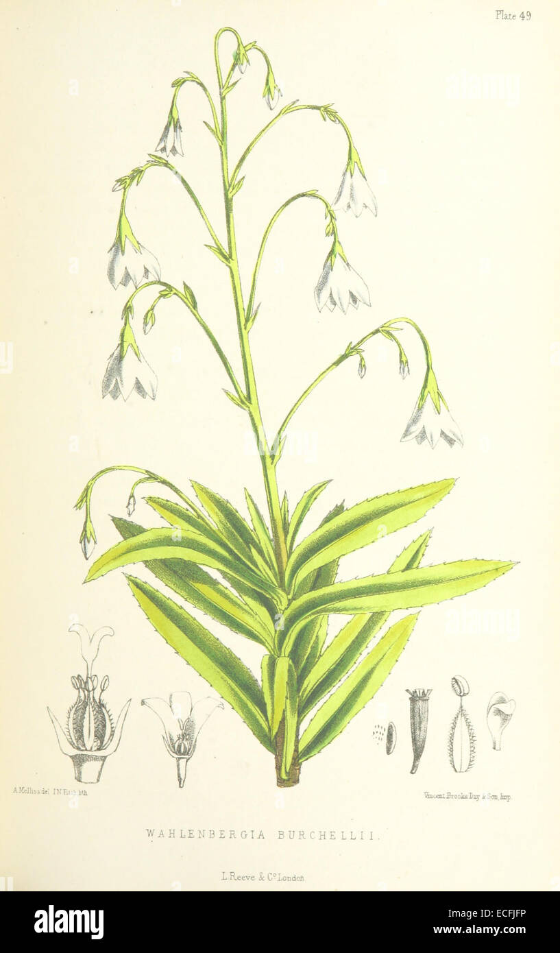 MELLISS(1875) p427 - PLATE 49 - Wahlenbergia Burchellii Stock Photo