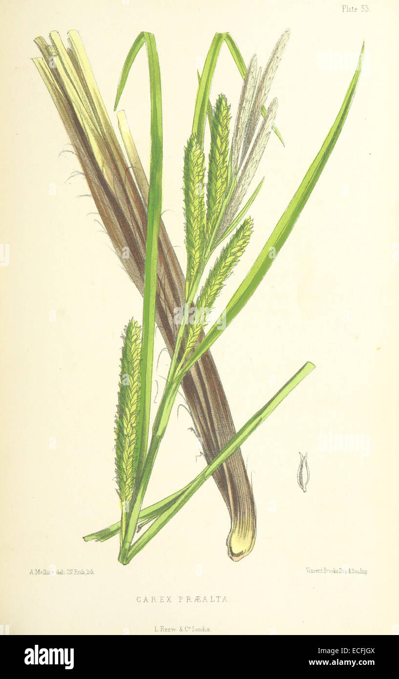 MELLISS(1875) p467 - PLATE 53 - Carex PrC3A6alta Stock Photo