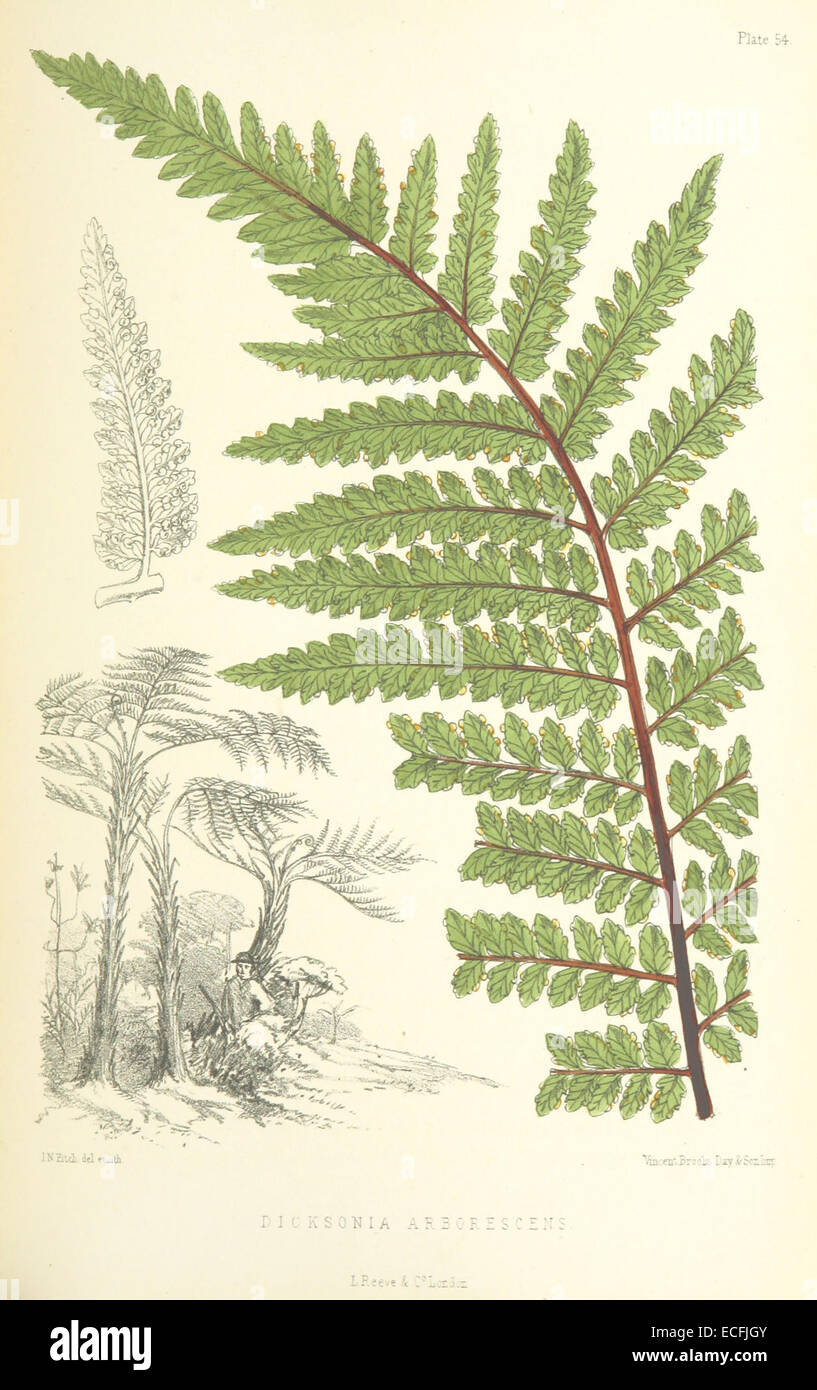 MELLISS(1875) p471 - PLATE 54 - Dicksonia Arborescens Stock Photo