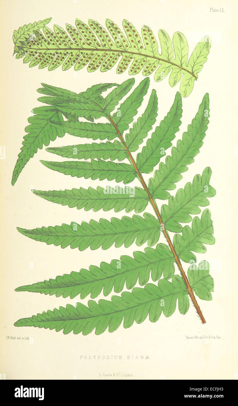 MELLISS(1875) p485 - PLATE 55 - Polypodium DianC3A6 Stock Photo
