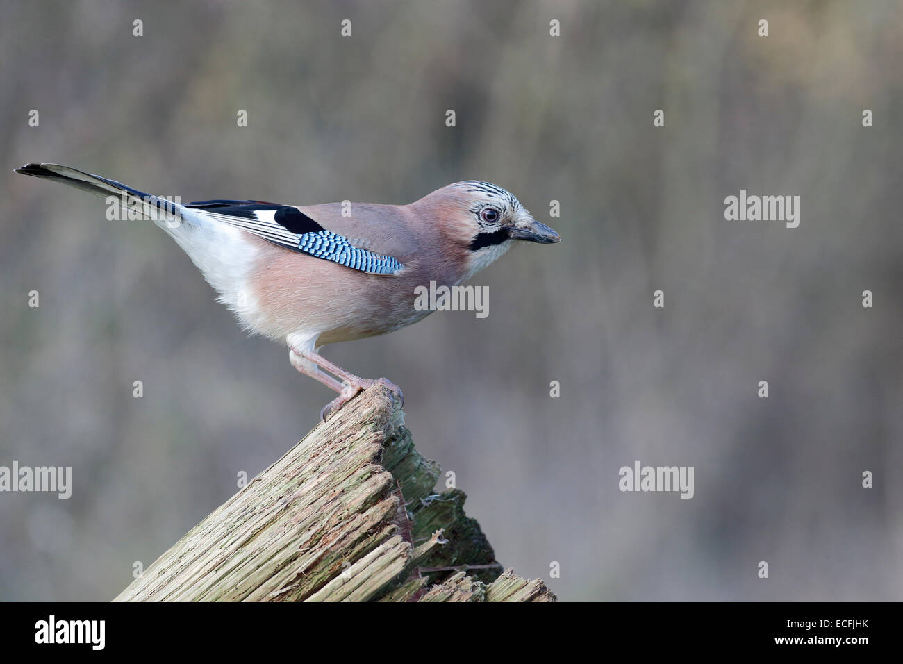 Jay, Garrulus glandarius, single bird on branch, Warwickshire, December 2014 Stock Photo