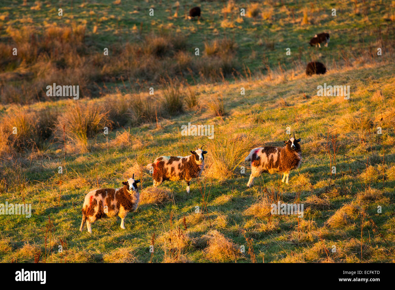 Jacobs sheep glowing at sunset, Ambleside, Cumbria, UK. Stock Photo