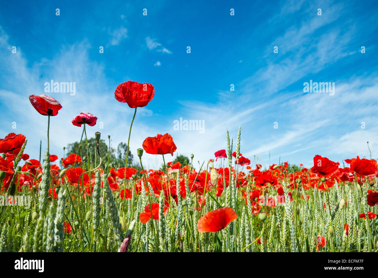 red poppy field Stock Photo