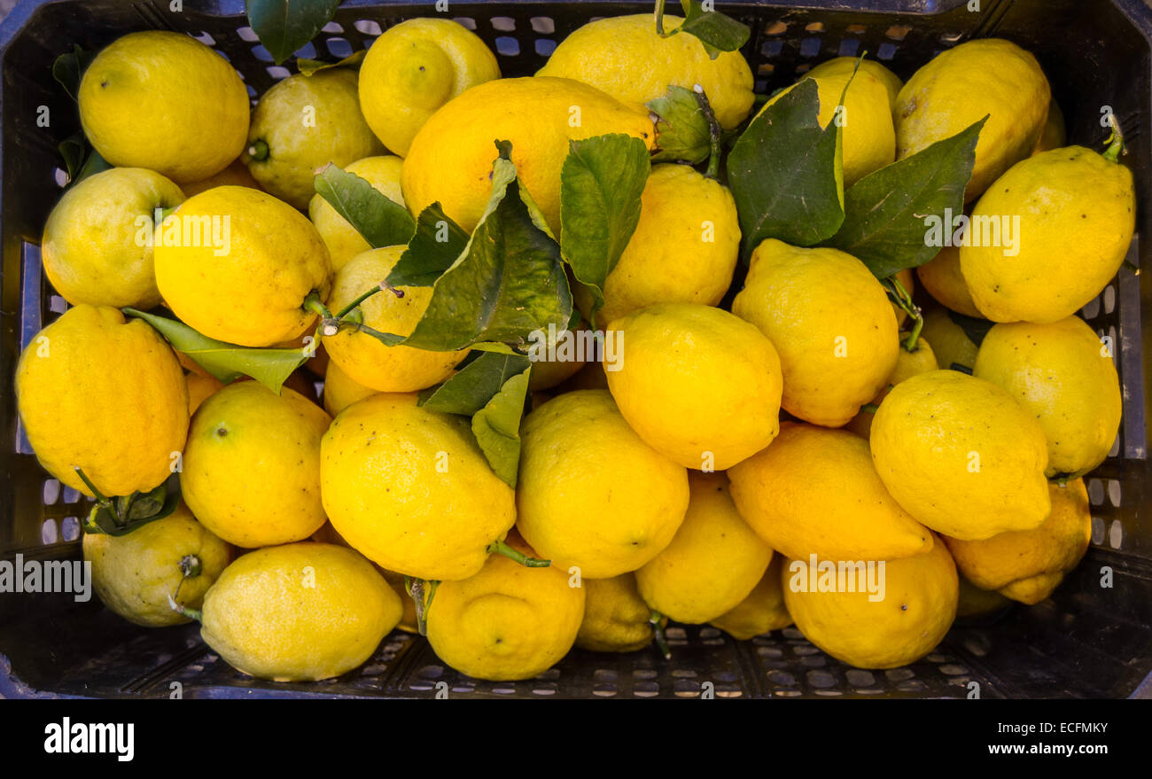 basket sweet lemon