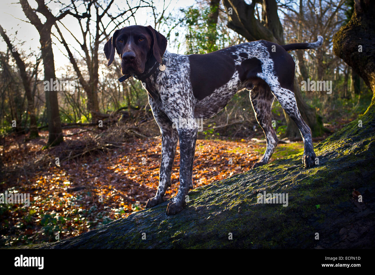 German Shorthaired Pointer dog wearing GPS collar in woodland Stock