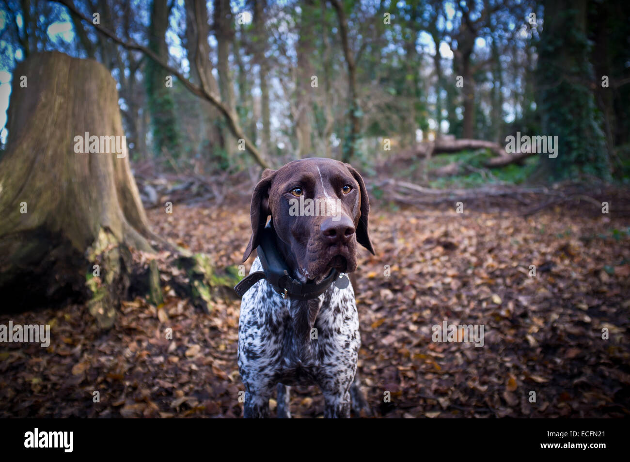 german shorthaired pointer collar