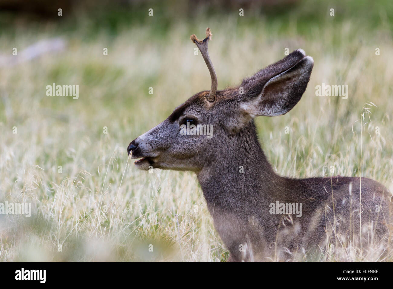 small male deer relaxing on the grass at Zion national Park in southern