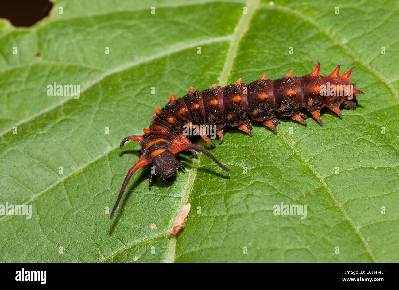 Caterpillar leaf hires stock photography and images Alamy