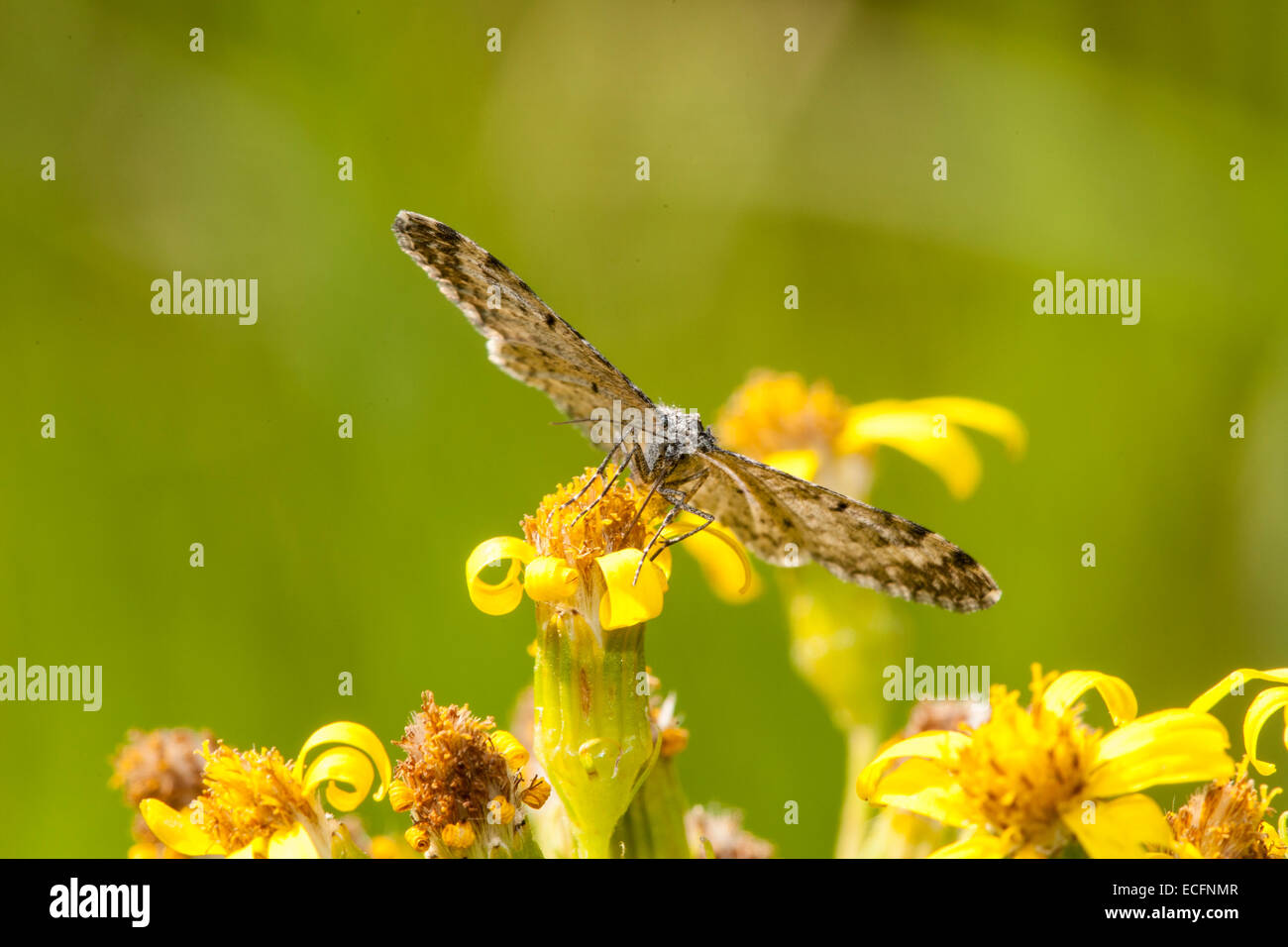 Butterfly in nature hi-res stock photography and images - Alamy