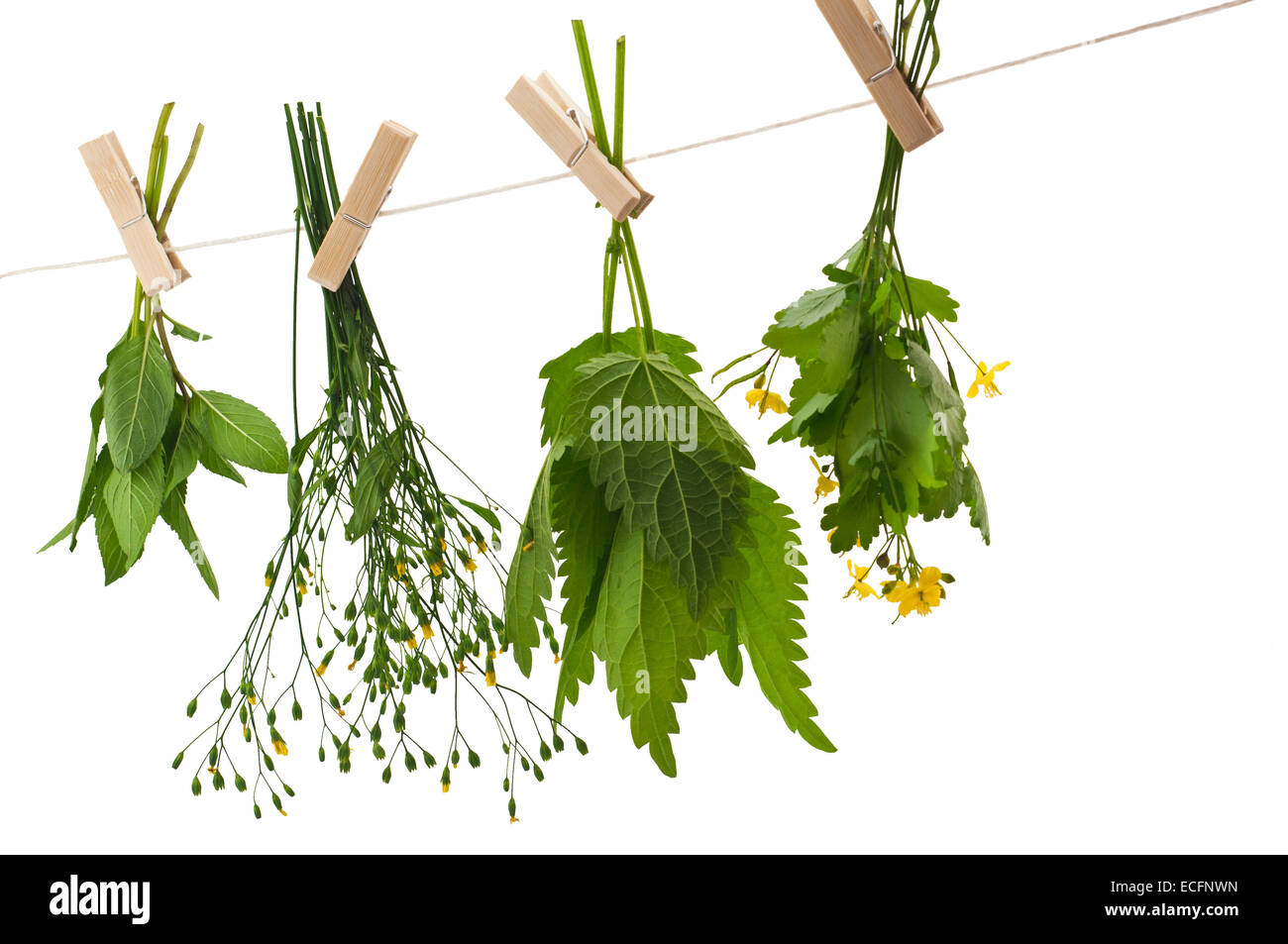 Herbs hanging upside-down Stock Photo
