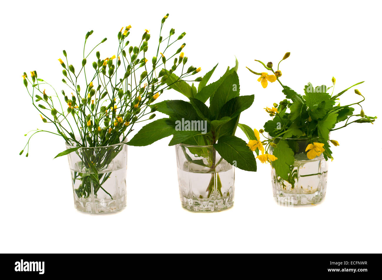 herbs and mint in a glass celandine Stock Photo