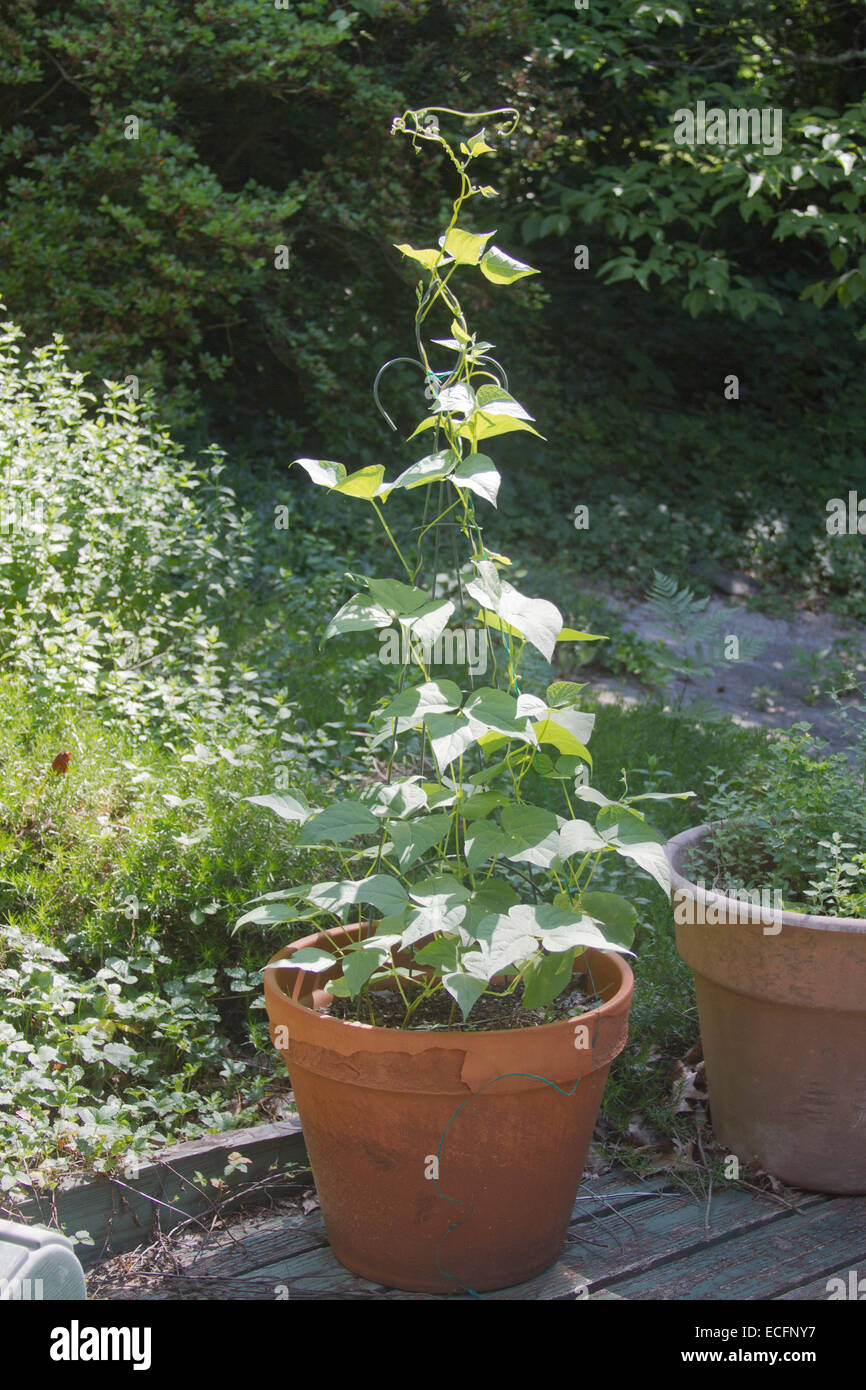 An organic green bean plant in a container growing in a sunny summer