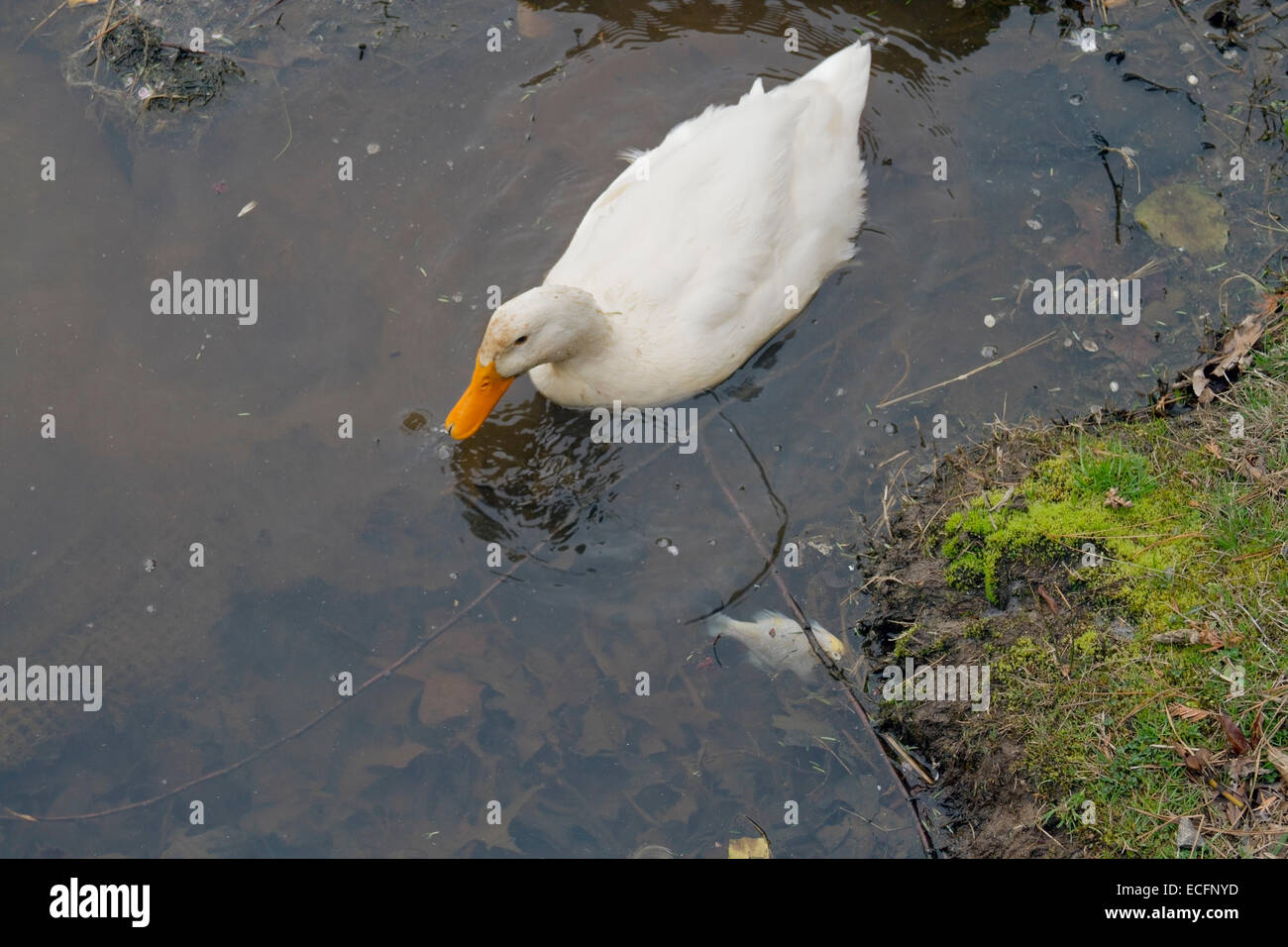 A white duck forages in polluted water next to a dead and floating fish Stock Photo