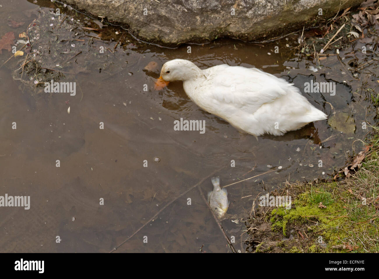 A white duck forages in polluted water next to a dead and floating fish Stock Photo