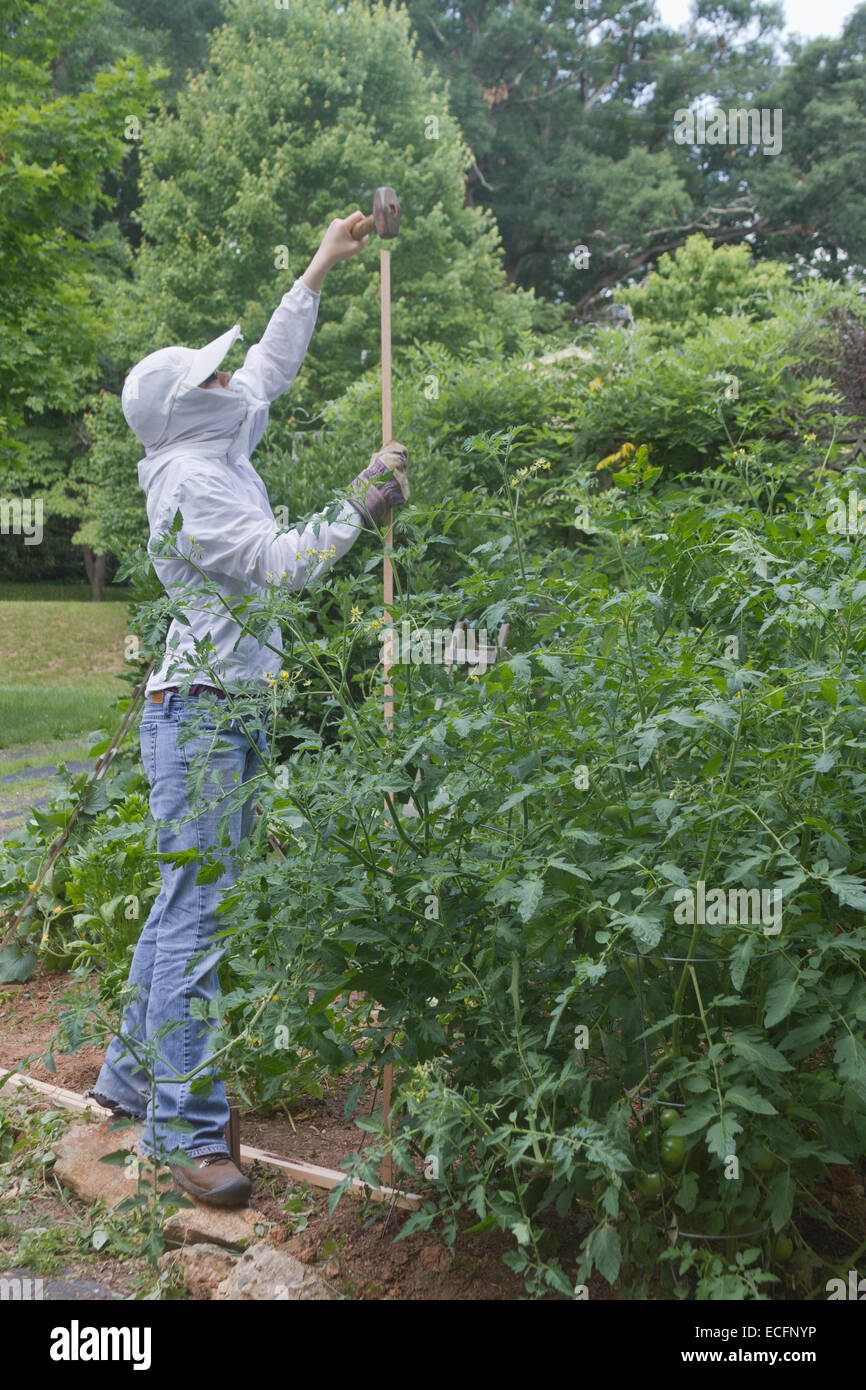 A young female well covered in protective clothing reaches up to hammer in a support pole for tomato plants in a summer garden Stock Photo