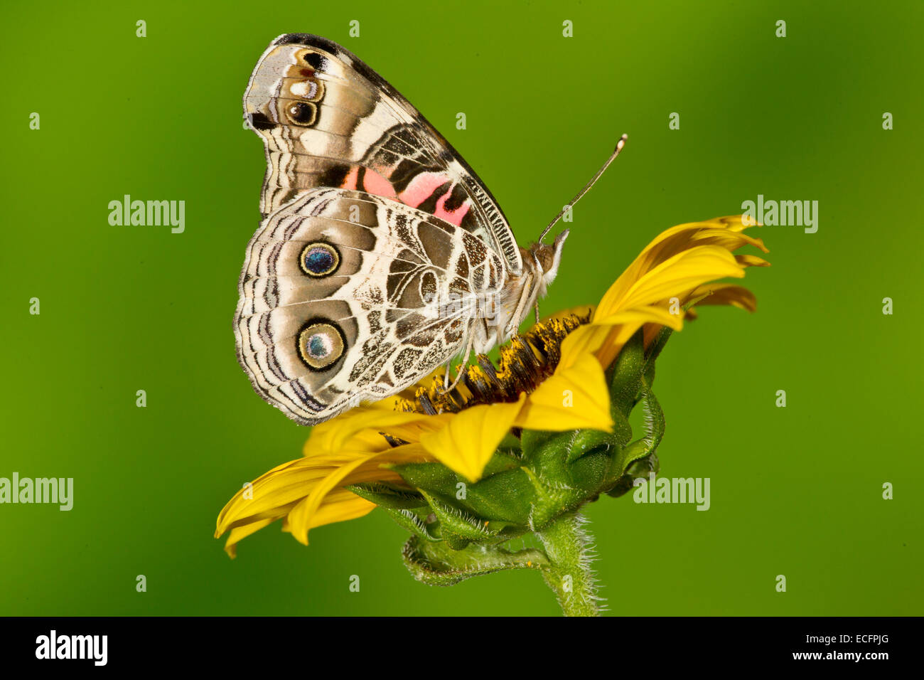 Painted lady butterfly Stock Photo